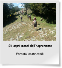 Gli aspri monti dell’Aspromonte  Foreste inestricabili.