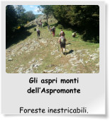 Gli aspri monti dell’Aspromonte  Foreste inestricabili.